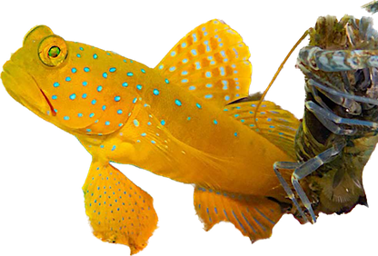 Yellow Watchmand Goby + Tiger Pistol PAIR