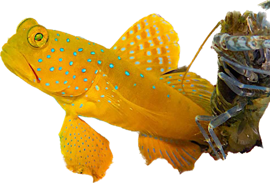 Yellow Watchmand Goby + Tiger Pistol PAIR