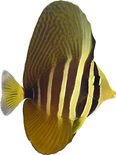 Sailfin Tang M