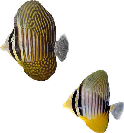 Desjardinii Sailfin Tang SM