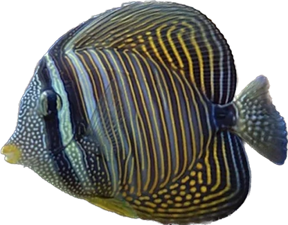 Desjardinii Sailfin Tang SM