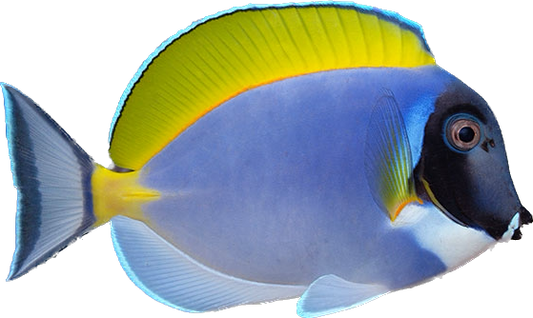 Powder Blue Tang ML