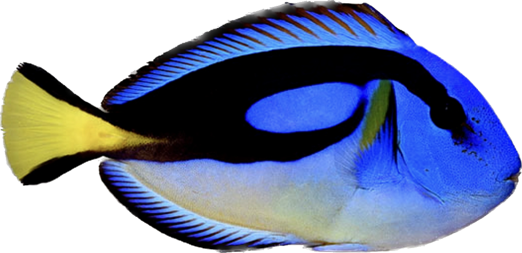 Hippo Tang - Yellow Belly L