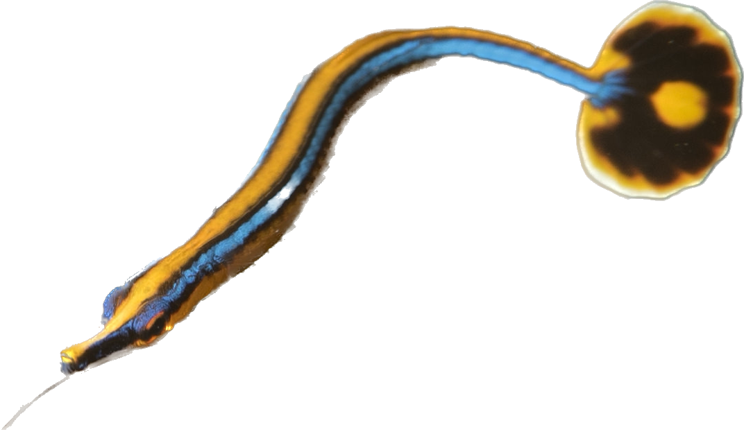 Blue Striped Pipefish