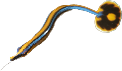 Blue Striped Pipefish