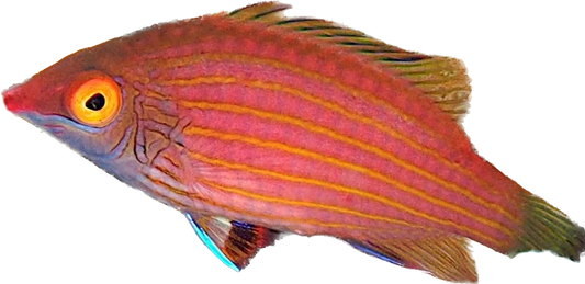 Pink Streaked Wrasse