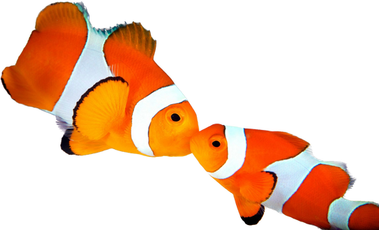 Orange Clown Wild ML