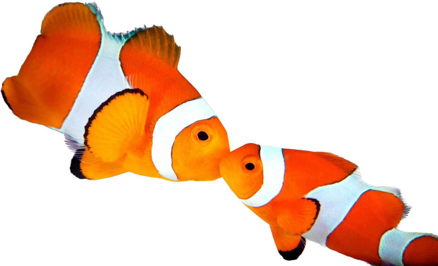 Orange Clown Wild ML