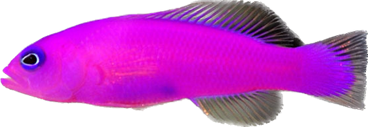 Purple Dottyback