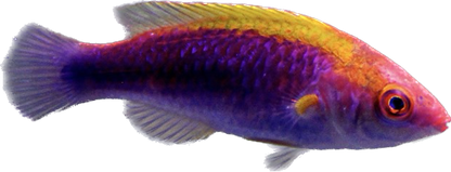 Lubbocks Wrasse (Bali)