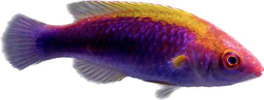 Lubbocks Wrasse (Bali)