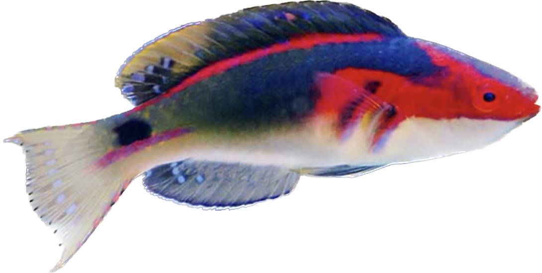 Exquisite Wrasse Male