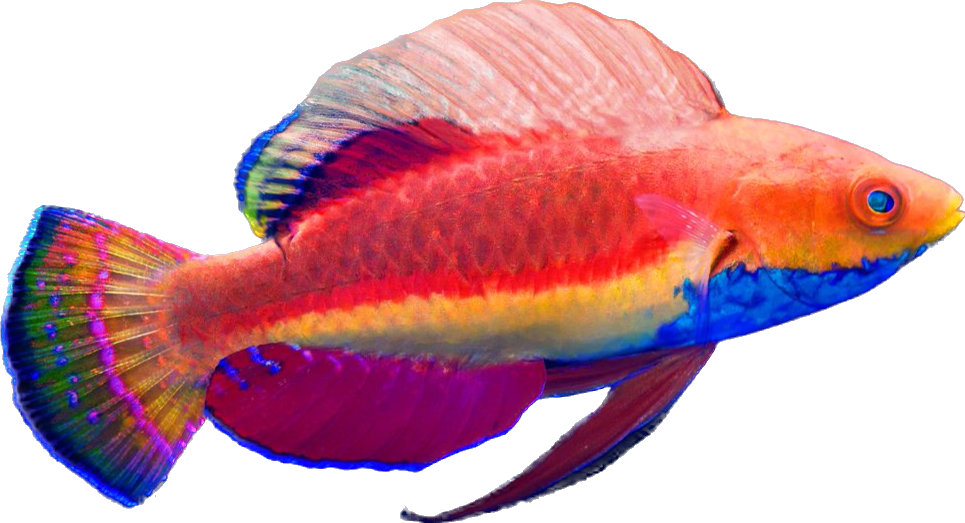 Blue Throated Fairy Wrasse