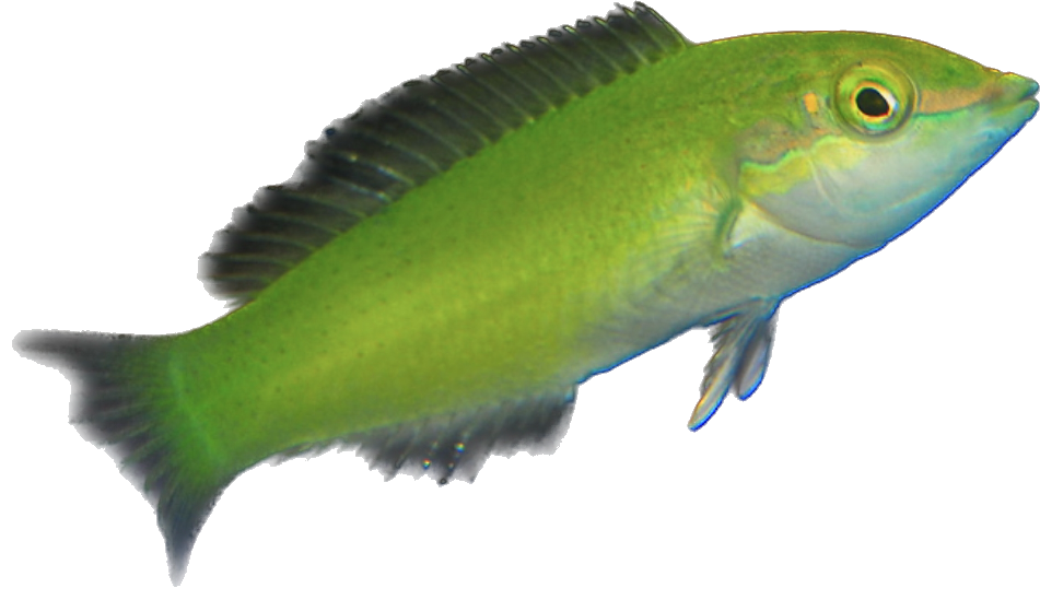 Green Coris Wrasse M