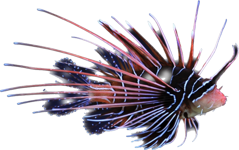 Radiata Lionfish M