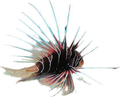Radiata Lionfish SM
