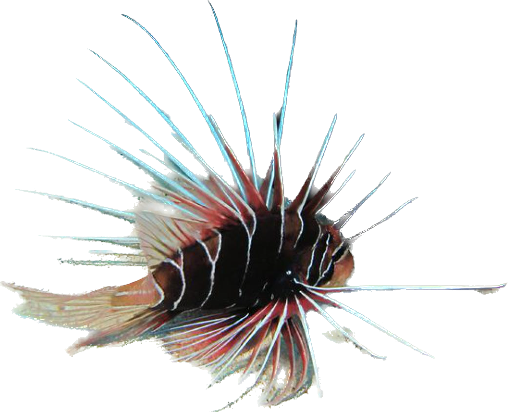 Radiata Lionfish M