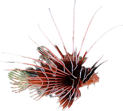 Radiata Lionfish SM