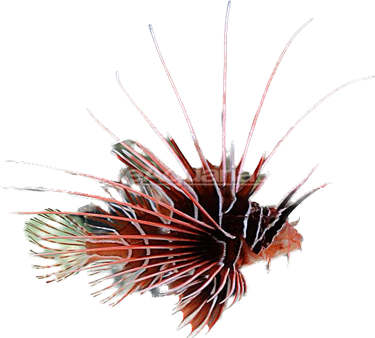 Radiata Lionfish M