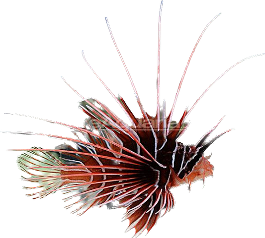 Radiata Lionfish M