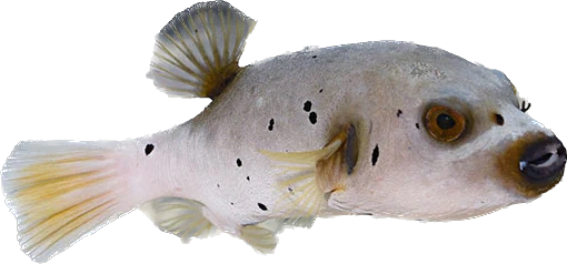 Dog Face Puffer