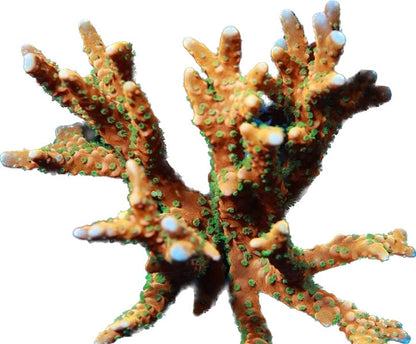 Tropicana Anacropora