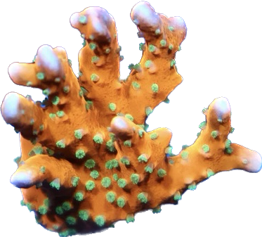 Tropicana Anacropora