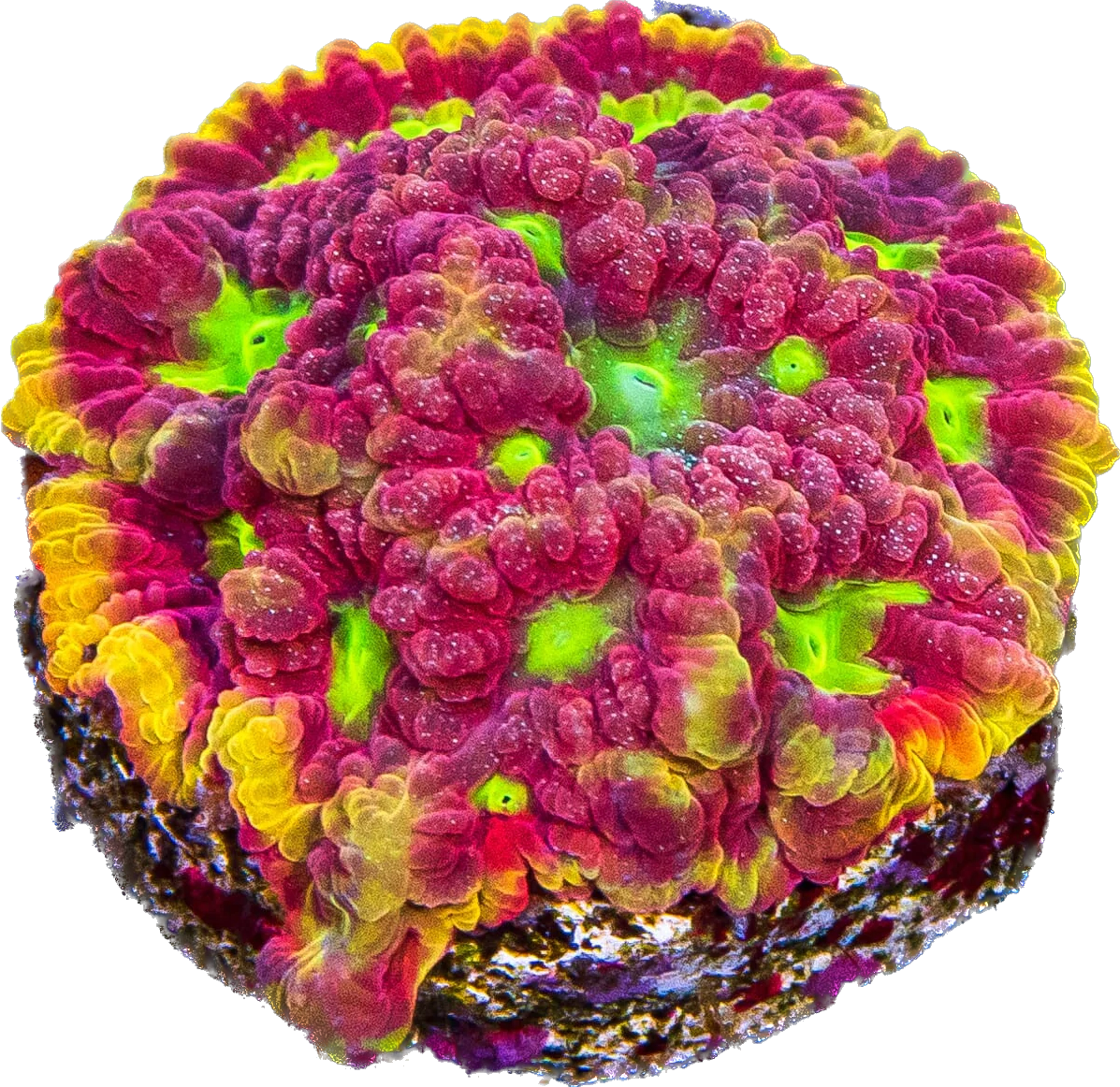 WWC Blood Diamond Favia Frag