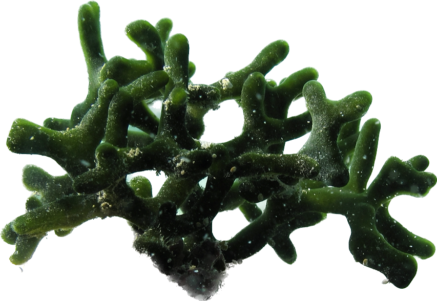Codium