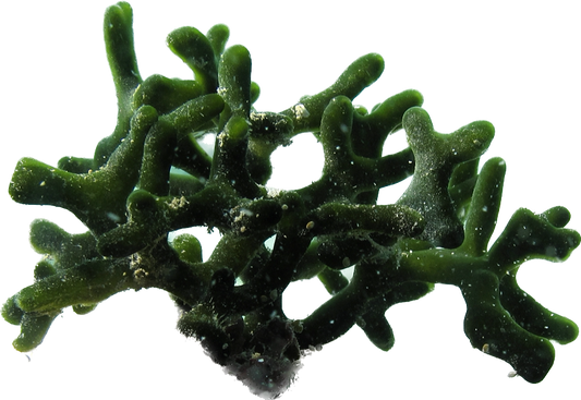 Codium