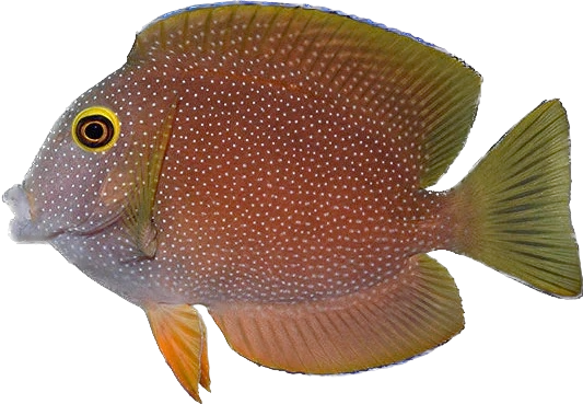 Yellow Eye SRI Kole Tang M