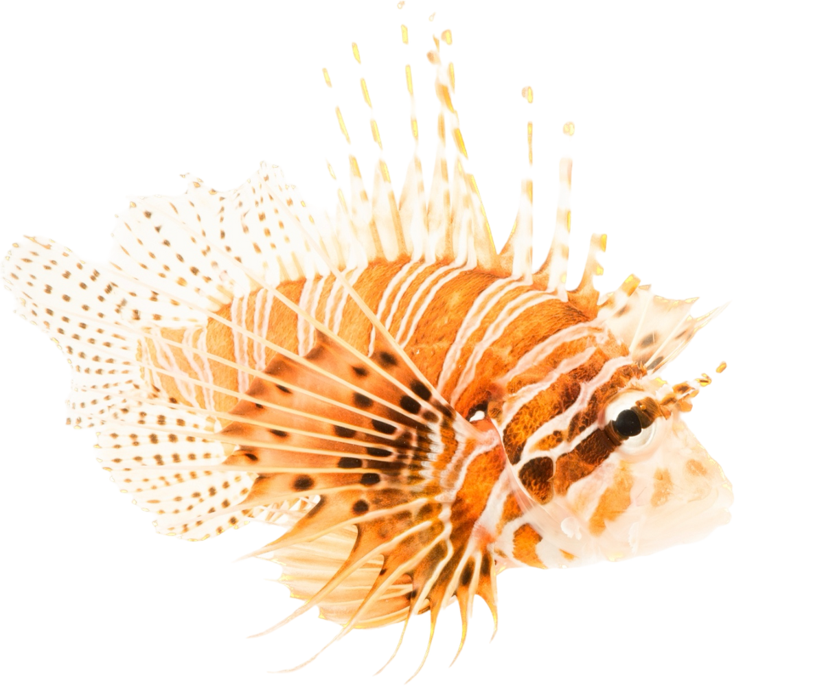 Antennata Lionfish S