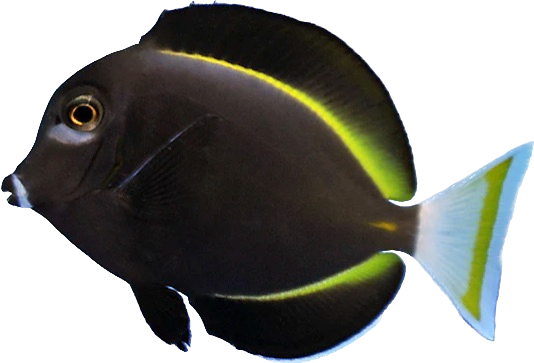 White Cheek Tang M