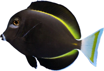 White Cheek Tang M