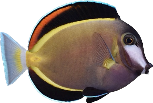 Powder Brown Tang M