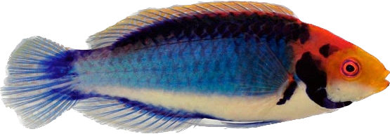 Solar Fairy Wrasse