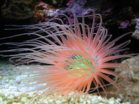 Tube Anemone - Ultra Orange & Green Centre