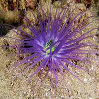 Tube Anemone - Purple & Neon Green Centre