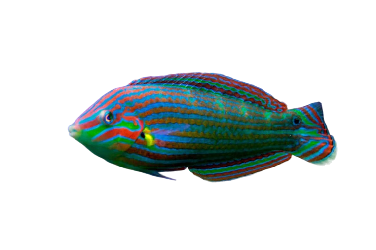 Melanurus Wrasse L