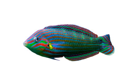Melanurus Wrasse L