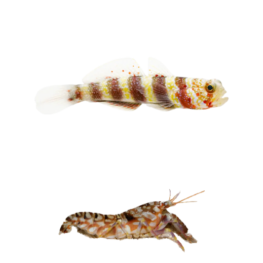Wheeleri Goby + Tiger Pistol PAIR