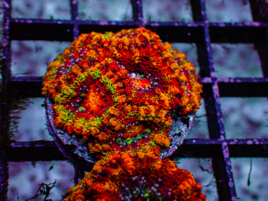 Ultimate Rainbow Acan