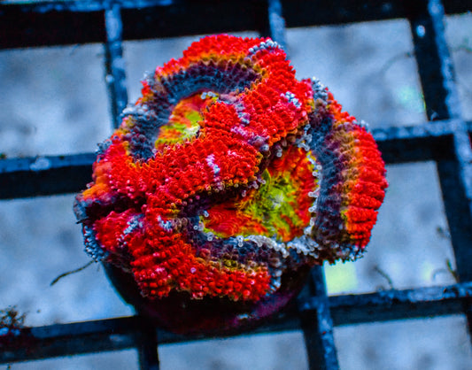 Blue Ring Rainbow Acan