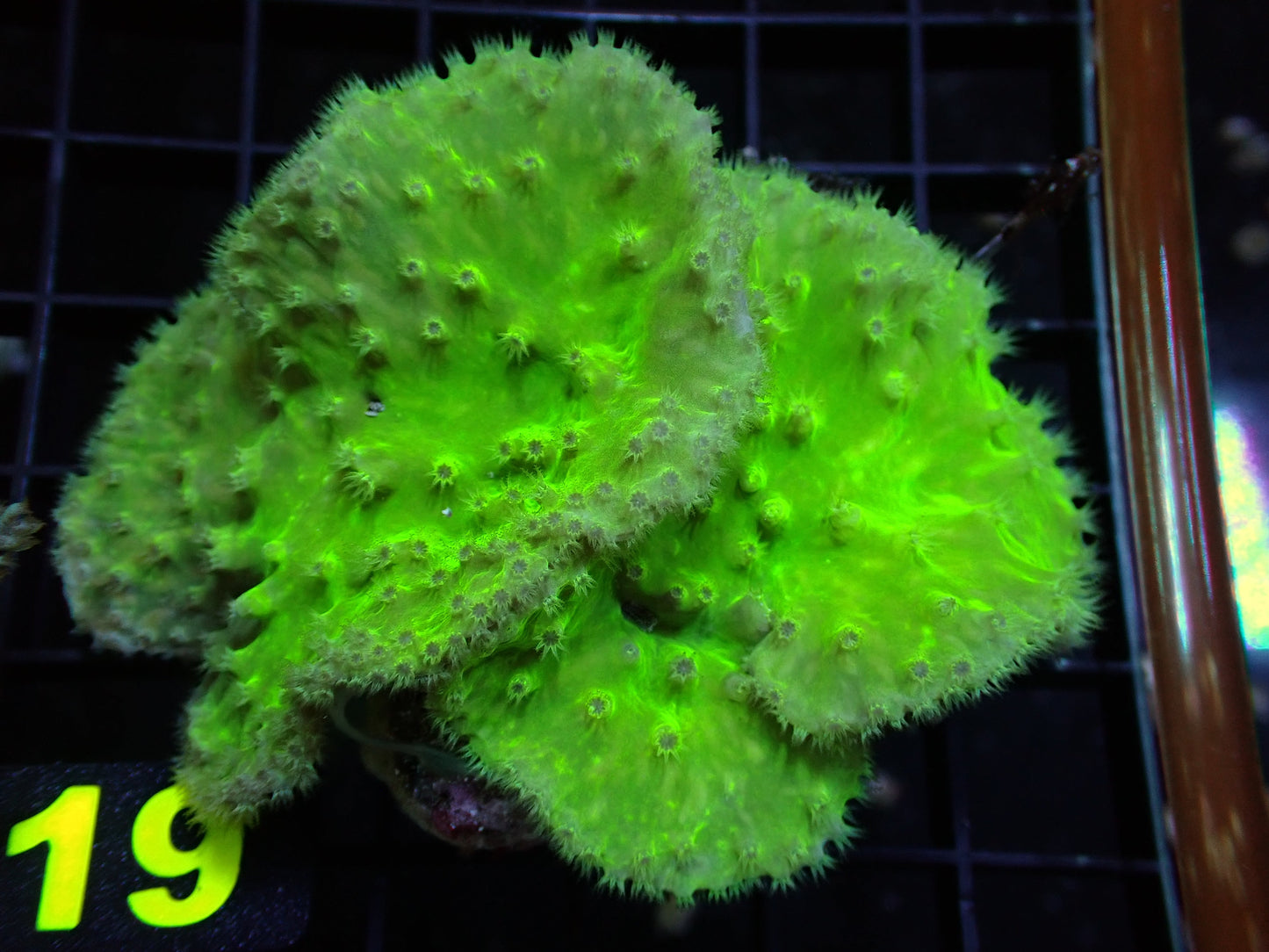 Neon Green Cabbage Colony