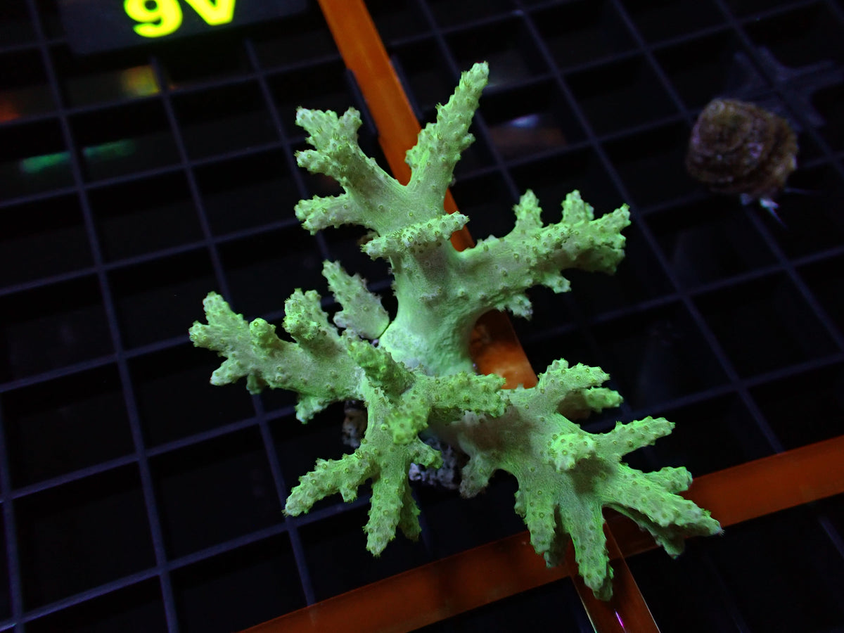 Green Finger Leather