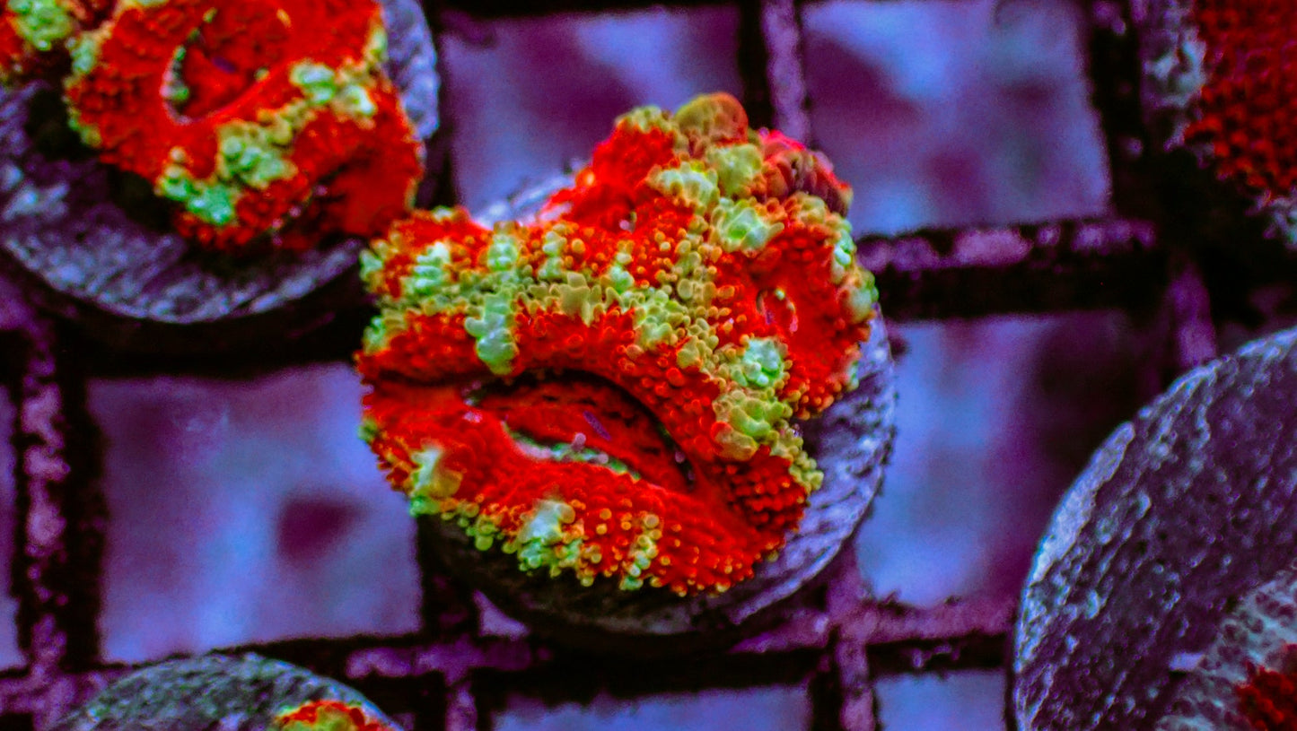 Red Acan