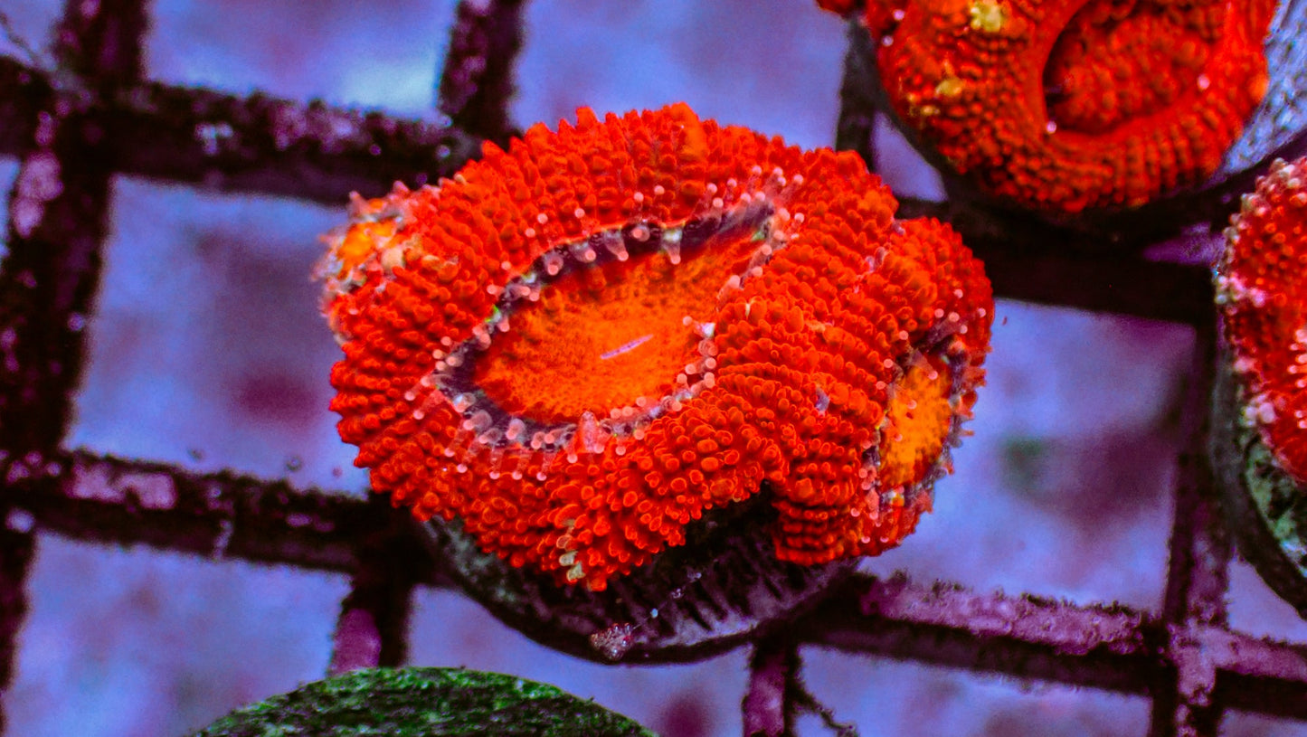 Red Acan