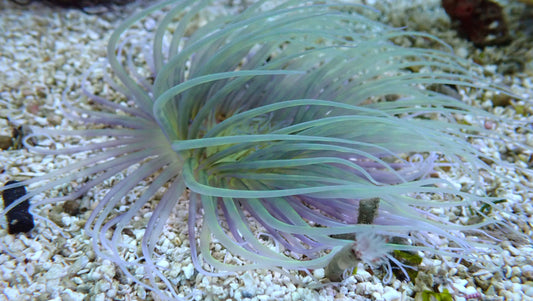 Tube Anemone - Ultra Green