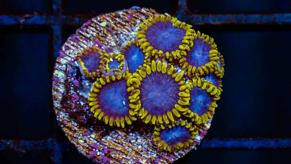 Blue Clues Zoa Frag