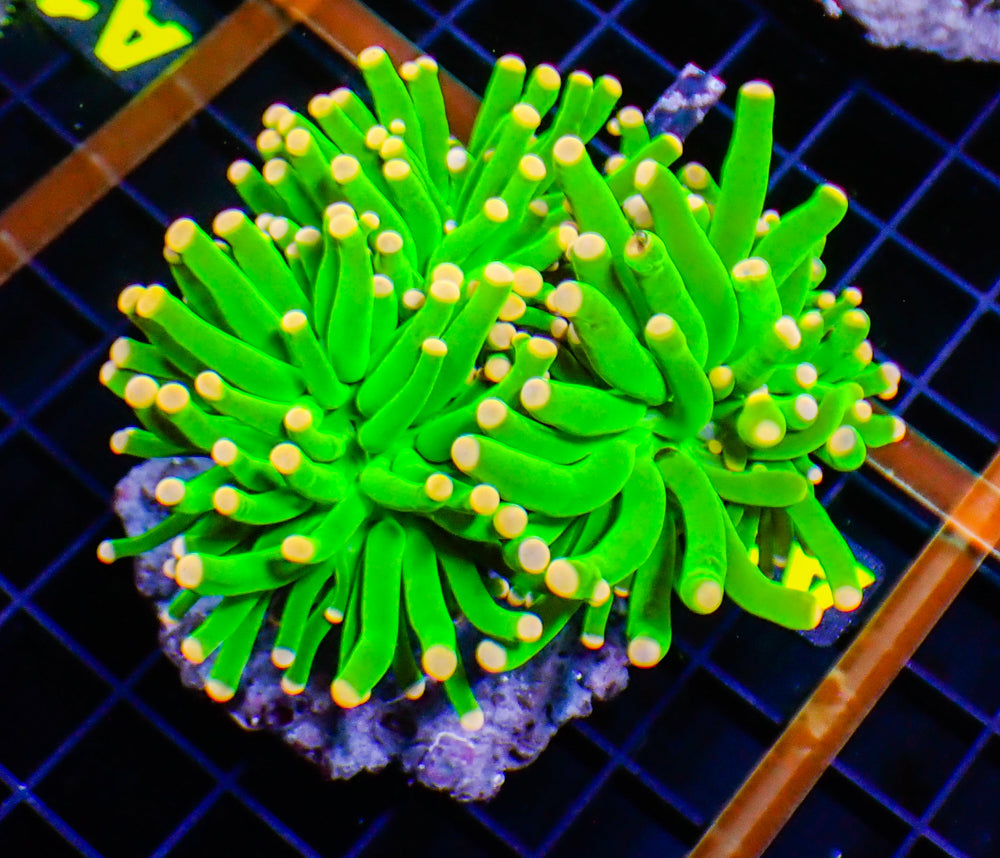 Mandarin Swag Torch - Intense Green with Orange Tip
